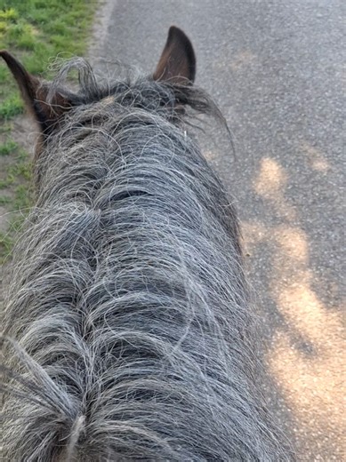 Understanding Horse Power in Draft Horses