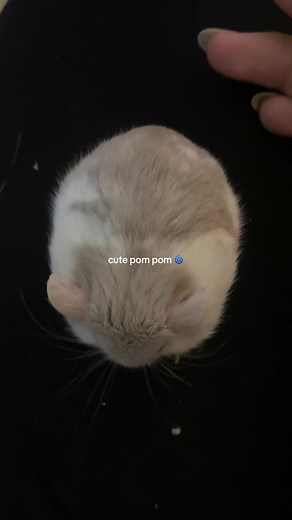 Adorable Hamster Moments: Cute Pom Pom 🌀 Videos