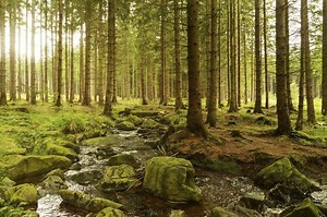La lista definitiva de los bosques de la Ciudad de México