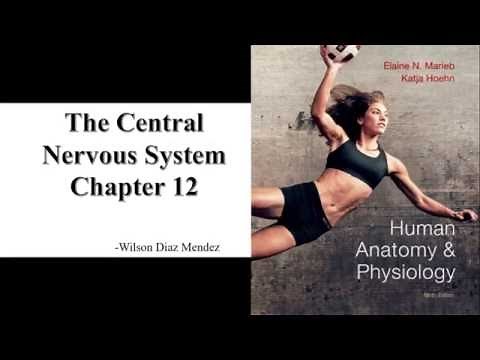 Anatomy and Physiology Lecture Chapter 12: Central Nervous System Part 1 (Intro)