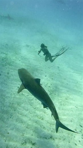 Encounter Tiger Sharks at Tiger Beach in the Bahamas