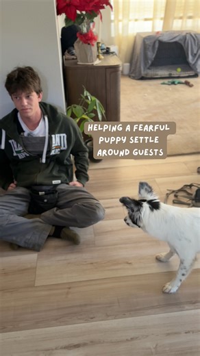 Ethan McMahon on Instagram: "When Joon lunges and barks at new guests, we use “down” and “place” to give her clear direction and a safe space to settle. Giving her a predictable job during greetings helps shift her focus away from fear and into a more calm behavior. #dogtraining #dogtrainer #dogs #dogtrainingtips #dogobedience #puppy #puppytraining #reactivedogtraining"