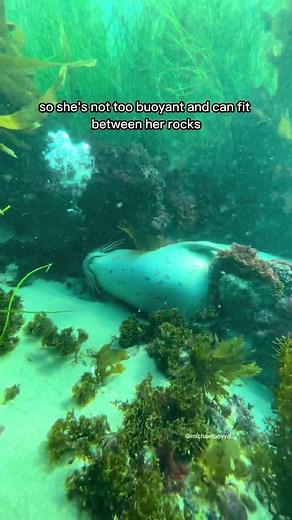 Discover the Fascinating World of Harbor Seal Waterbeds!