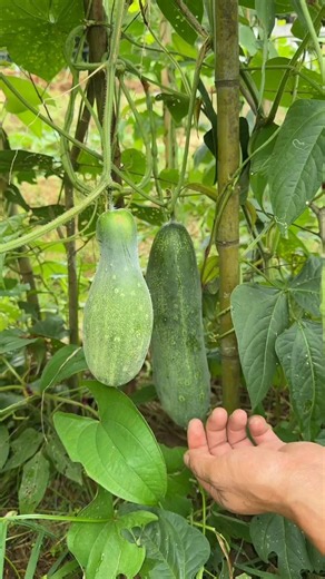 Harvesting Fuzzy Gourd From The Vine | Farm Fresh Pick