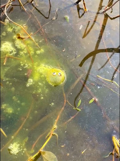Fascinating Nature (@fascinating.natur2)’s videos with original sound - Fascinating Nature