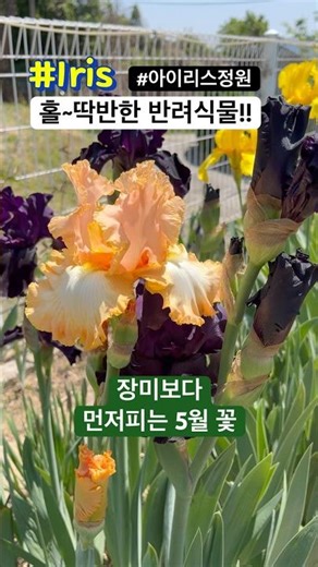 심고 1000%만족한#아이리스