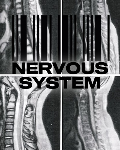 Understanding the Nervous System and Its Anatomy
