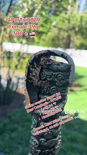 Crested Gecko Updates and Weather Report