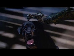 The Fly - Dog scene