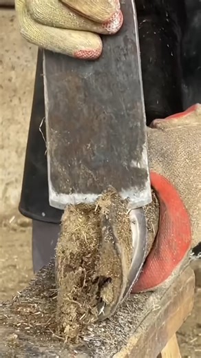 524K views · 1.3K reactions | Donkey hoof trimming RE #animal #horse #cow #donkey #hoofcare #satisfying #hoof #care #helping | Hoof Care | Facebook
