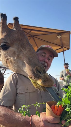 I was just over here enjoying my greens when this Giraffe came over my shoulder and stole them👀 Jokes aside Giraffes are so cool and thankfully very sweet🙌 They just want their veggies and aren’t here to cause any problems😅
