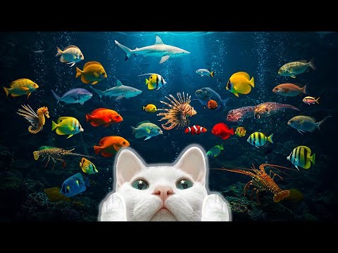 Videos For Cats - 3 Hours of Moving Fish for Cats Your Cat Won’t Look Away! 🎣 - Paradise for Cats