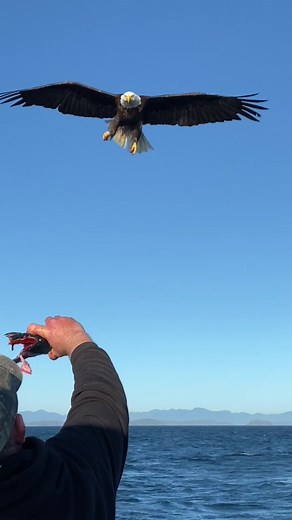 Incredible Bald Eagle Footage from British Columbia