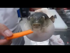 [10 HOURS] Pufferfish Eating Carrot