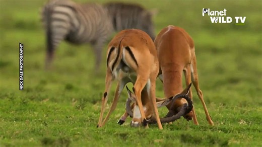 Impala battle it out