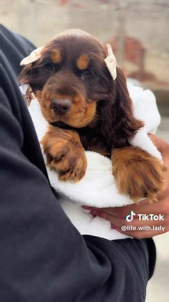 POV: Journey to Bringing Home a Cocker Spaniel Puppy