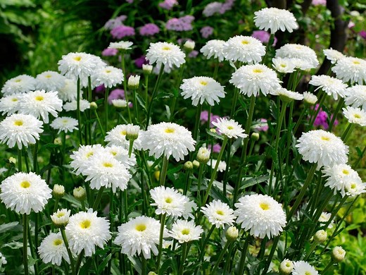 Growing Aster Flowers (Easter daisy) - Bunnings Australia