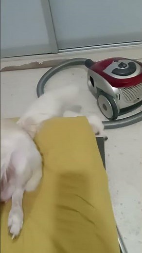 Labrador Retriever + Golden Retriever Puppy For Adoption - 1 Month, Brown 🟤 White 🤍 from Kaj..