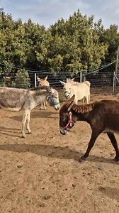 🎞️📽️ Even in a family of 170 rescued donkeys at our peaceful Israel sanctuary, there's always one who loves to announce the weekend! 😂 🎵📢Take a listen to this happy resident sending out wonderful weekend wishes to you all! 🧡🤣 #DonkeySanctuary #HappyWeekend #DonkeyCharity #donkeylove | Safe Haven for Donkeys