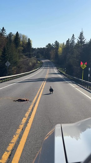 It’s not every day that you get to experience a massive bald eagle feasting on a beaver. Nature is pretty crazy and such a big part of where we live in the wild Adirondacks Mountains. He was pretty protective of his meal, so we are happy to report that his dinner party was swiftly relocated away from the road after this video was captured. | Adirondack Lake Cabins