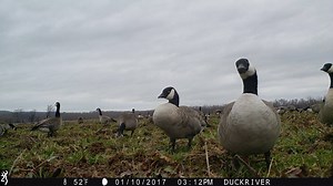 Good look at a few Richardson's race Cackling geese. Note the shorter stubbier bill with a steep forehead and flat looking top of head. | Tennessee National Wildlife Refuge