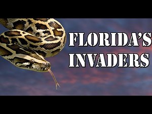 How the Burmese Python Became A Florida Invader