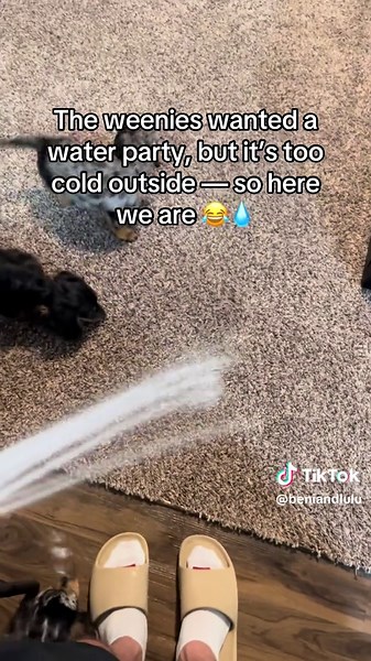 Indoor Water Party for Weenie Dogs