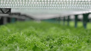 Vegetable plant in hydroponic farm. Technology and raw food.