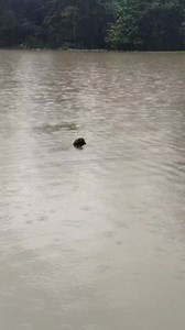 1.8M views · 10K reactions | আজি পোৱা গ'ল সুমন মৰাণক ... #fecebookreelsviral | Rashmika Moran | Facebook