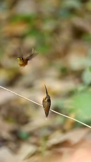 27K views · 1.4K reactions | Hummingbird Mating Dance️ | Hummingbird Kingdom | Facebook