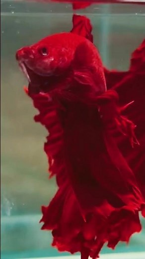 Full Moon Red Betta 2025 | Rare & Vibrant Exotic Aquarium Fish 🐟✨