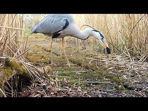 Heron Catches a Water Shrew