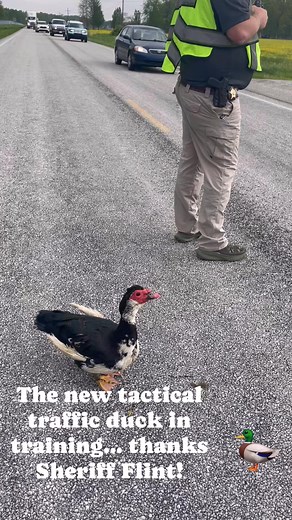 #JCSO #tacticalduck #trafficcontroltraining #indianasheriffs #jeffersoncountyIN # | Jefferson County Indiana Sheriff's Office