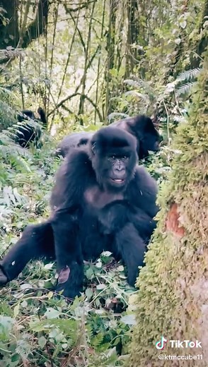 Gorilla Tracking in Rwanda: A Wildlife Safari Adventure