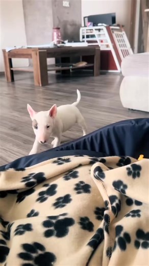 62K views · 2.9K reactions | Hello lovely angel  Source: TT/IG @bridget_bull | Bull Terrier Unity | Facebook