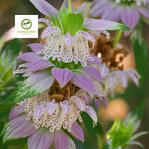 Spotted Bee Balm Live Starter Plant – Monarda Punctata, Pollinator Herb - Etsy