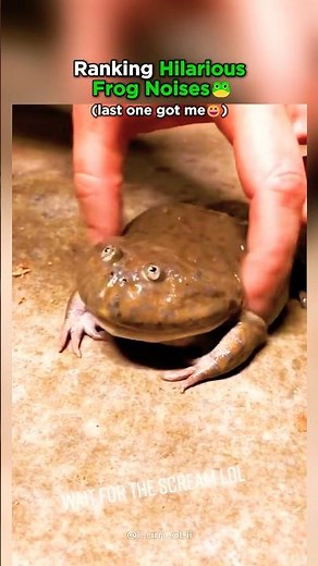 Top 5 Hilarious Frog Calls That Will Make You Jump With Joy