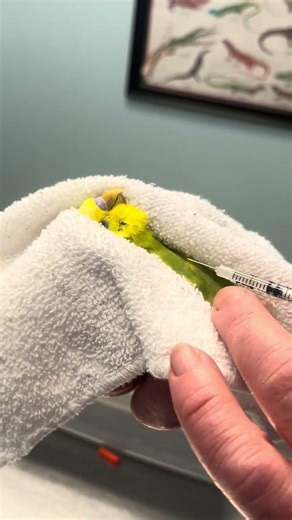 Budgie Anesthesia #avianvet