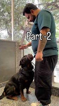 Understanding Aggressive Dog Body Language: Safe Handling Techniques for Fearful and Dominant Dogs