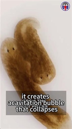 Animal That Can Rebuild Its Brain in Days | The Incredible Planarian