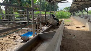 A3 Farms Farm visit with AJ Cadalina and Jec Ramos | Adelaide River Farms