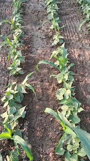 Mixed cropping Maize & Pulses