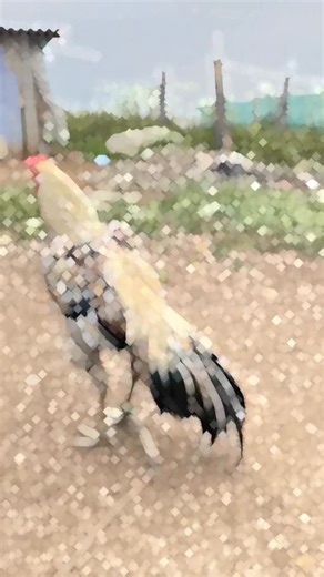 Tamilnaduseval on Instagram: "6 kg linge at sale #rooster #kattuseval #dindigul_warriors #trend #new #instagood #dindigul"