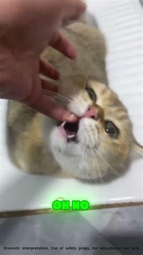 🐱😱🆘OMG! How do I get the kitty out?! #funnypets #funny #funnyvideos