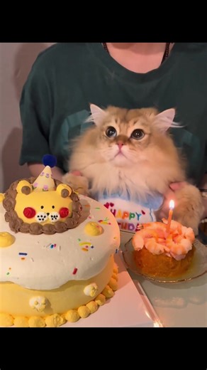 Birthday Celebration for Cats: Fun Ideas and Tips