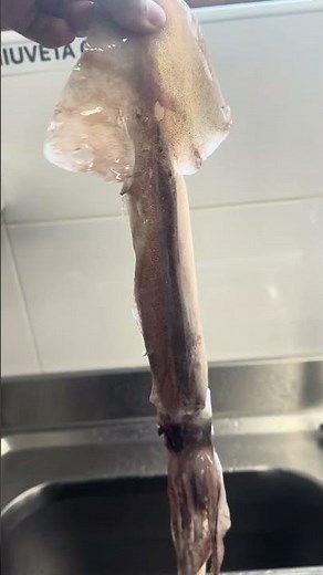 Squid calamari cleaning time #beachlife #travel #restaurant #food