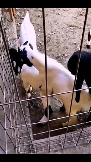 So Many Cute Goats! 🐐❤️ You Won’t Stop Watching!”