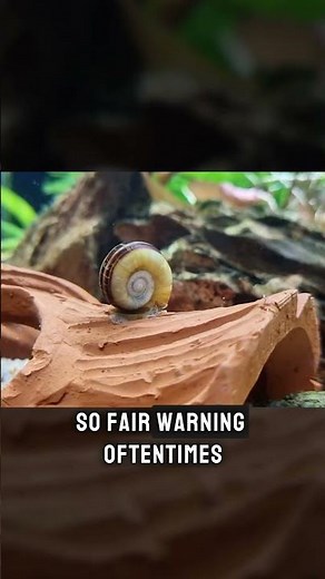 Stop Wasting Money On Algae Eaters!