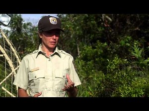 The Avocado: Trees, Pests & People