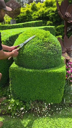 This Man Turns Wild Trees Into Perfect Shapes